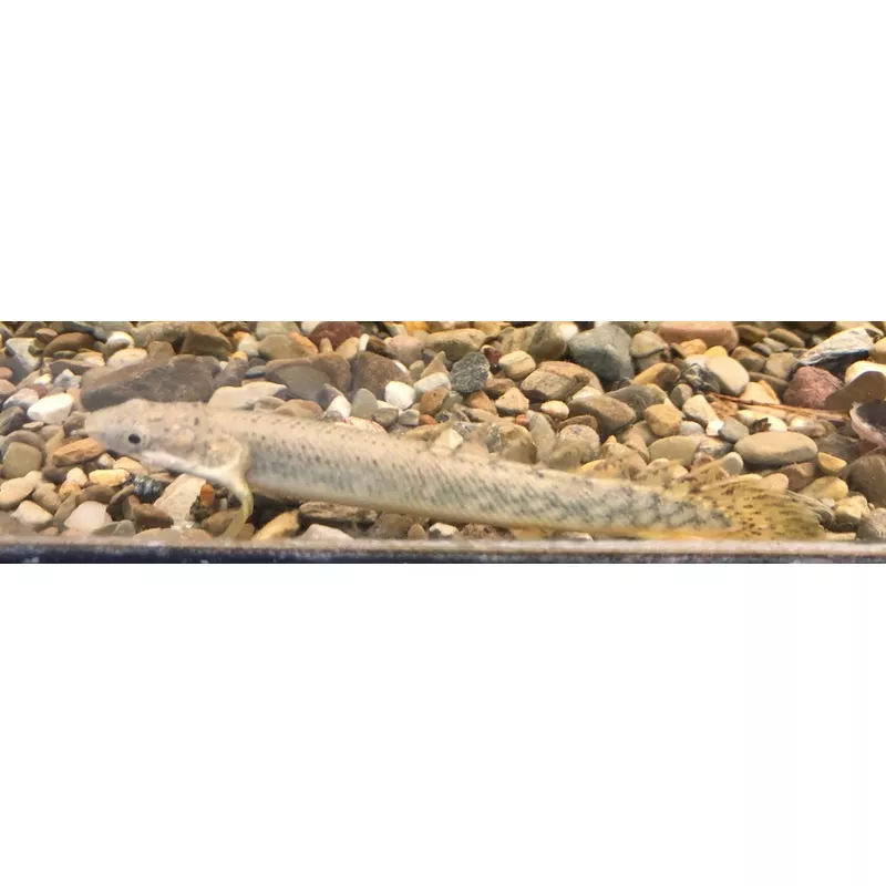 Polli Marbled Bichir (Polypterus polli)