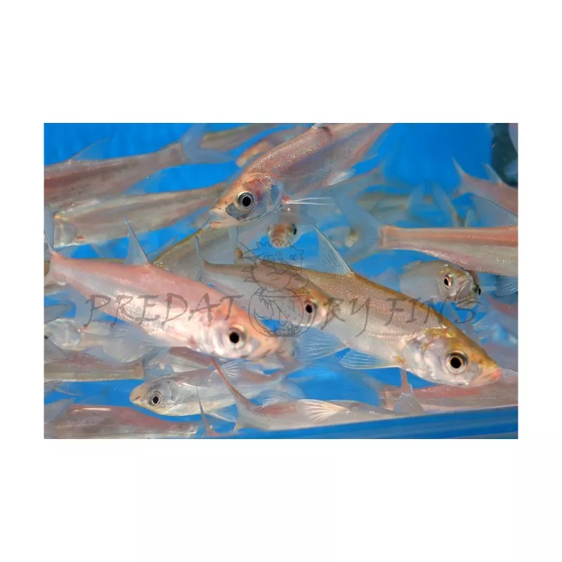Predatory Carp (Chanodichthys erythropterus)