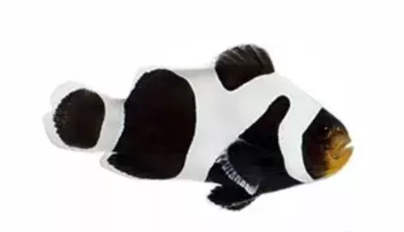 Premium Black Gladiator Clownfish