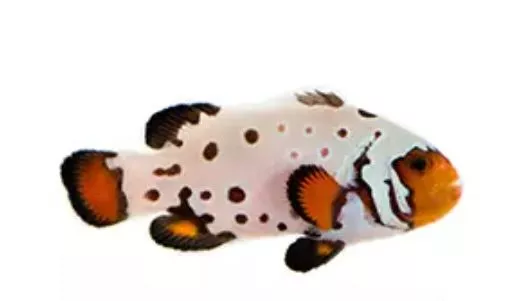 Premium Frostbite Clownfish
