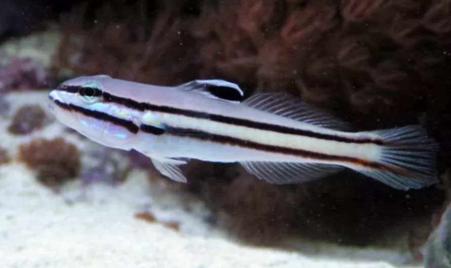 Railway Sleeper Goby