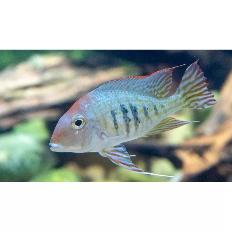 Red Head Tapajo GeophagusCichlid