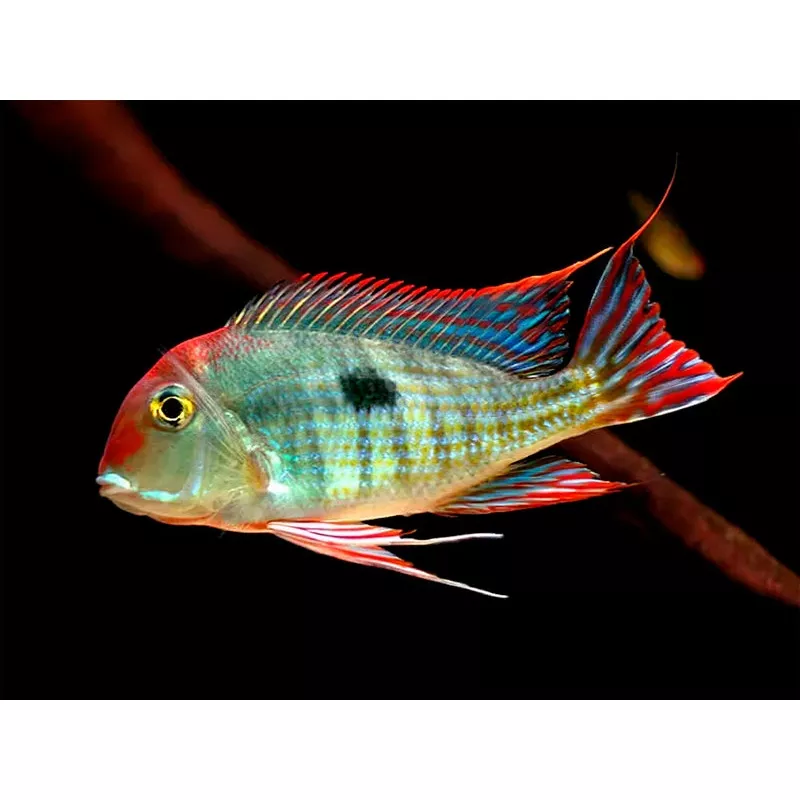 Red Head ‘Tapajos’ Geophagus – Wild (Geophagus sp)