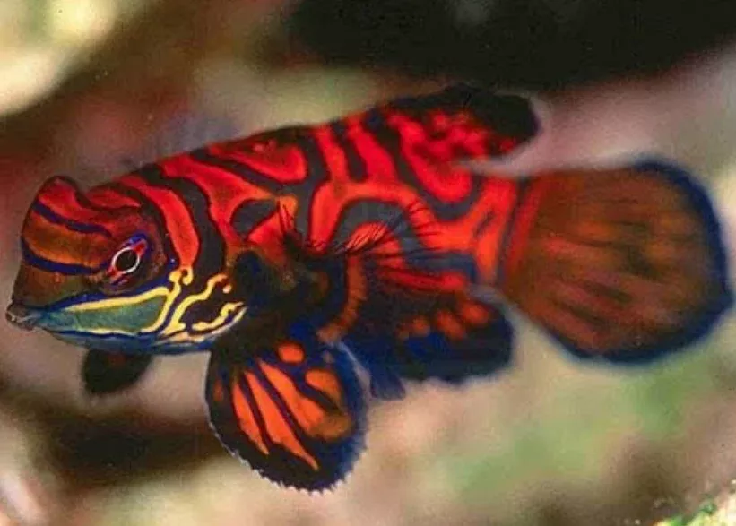 Red Mandarin Dragonet