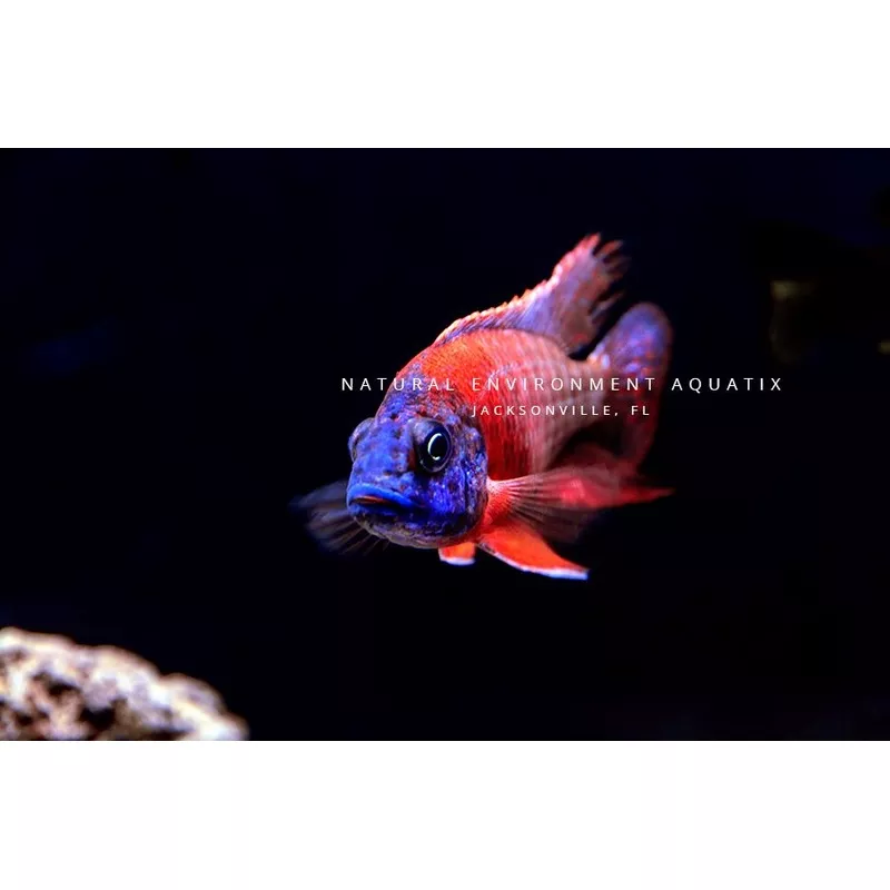 Red Peacock CichlidMale Large