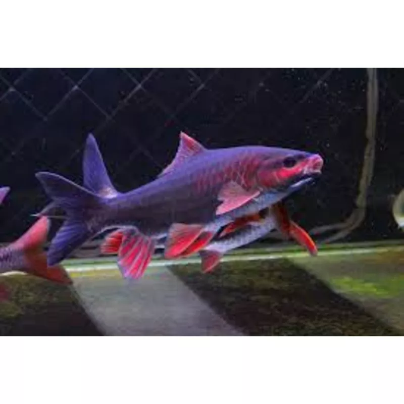 Red Phoenix Barb (Spinibarbus denticulatus)