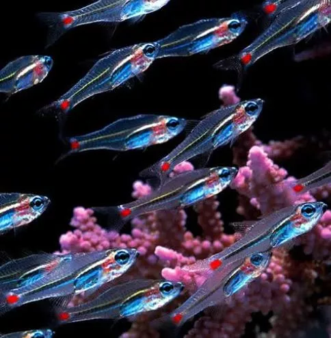 Red-Spot Glass Cardinal