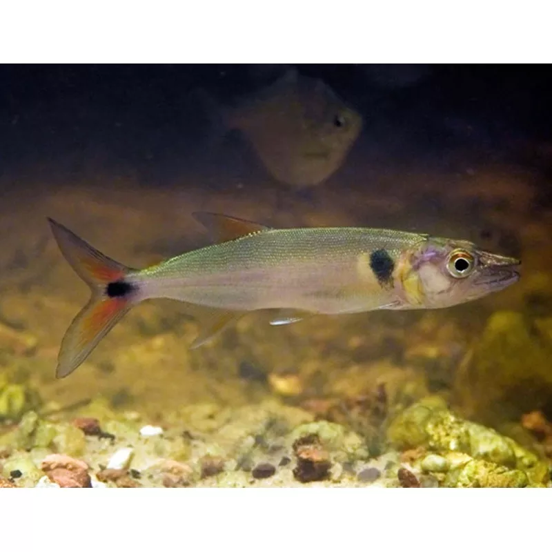 Red Tail Barracuda (Acestrorhynchus falcatus)