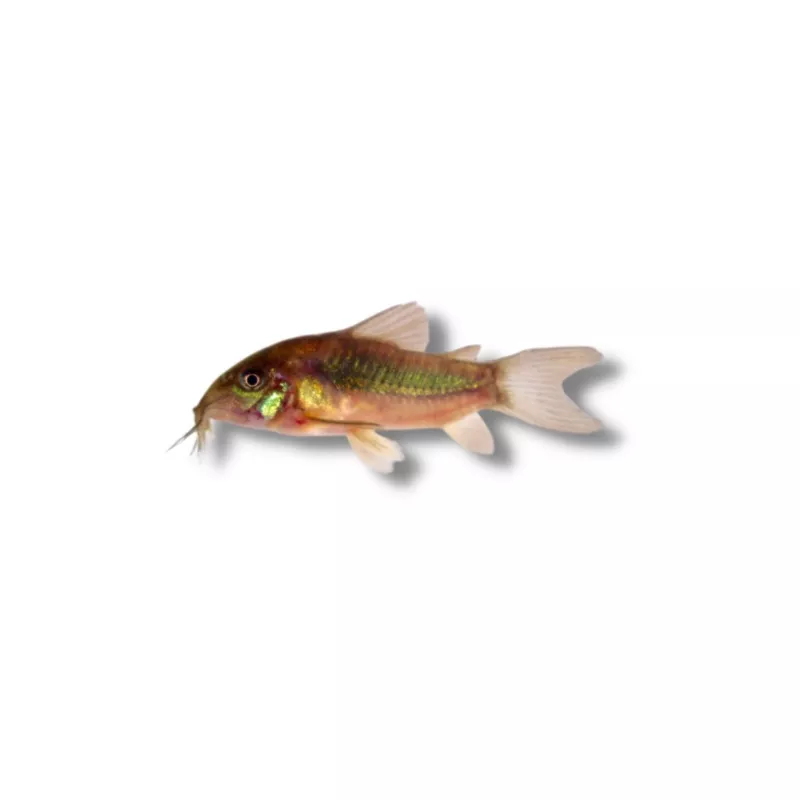 Red Venezuelan Cory Catfish