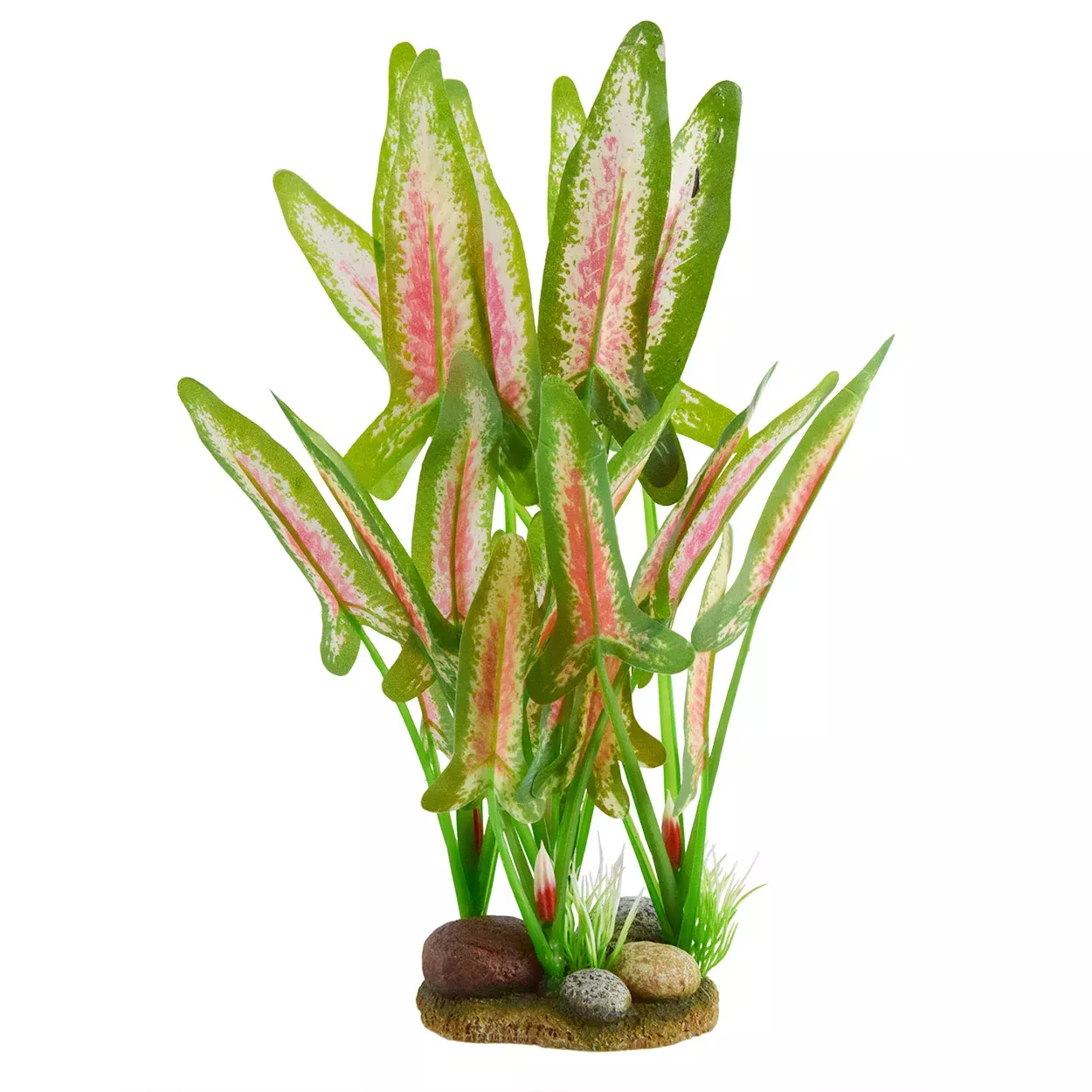Red/White Arrowhead – Large Aquarium Plant