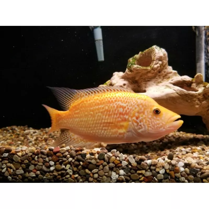 Red Wolf Cichlid (Parachromis dovii)