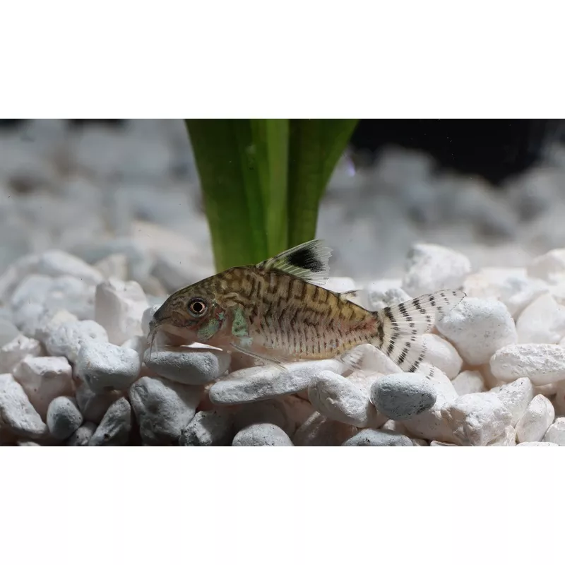 Reticulated Corydoras Catfish