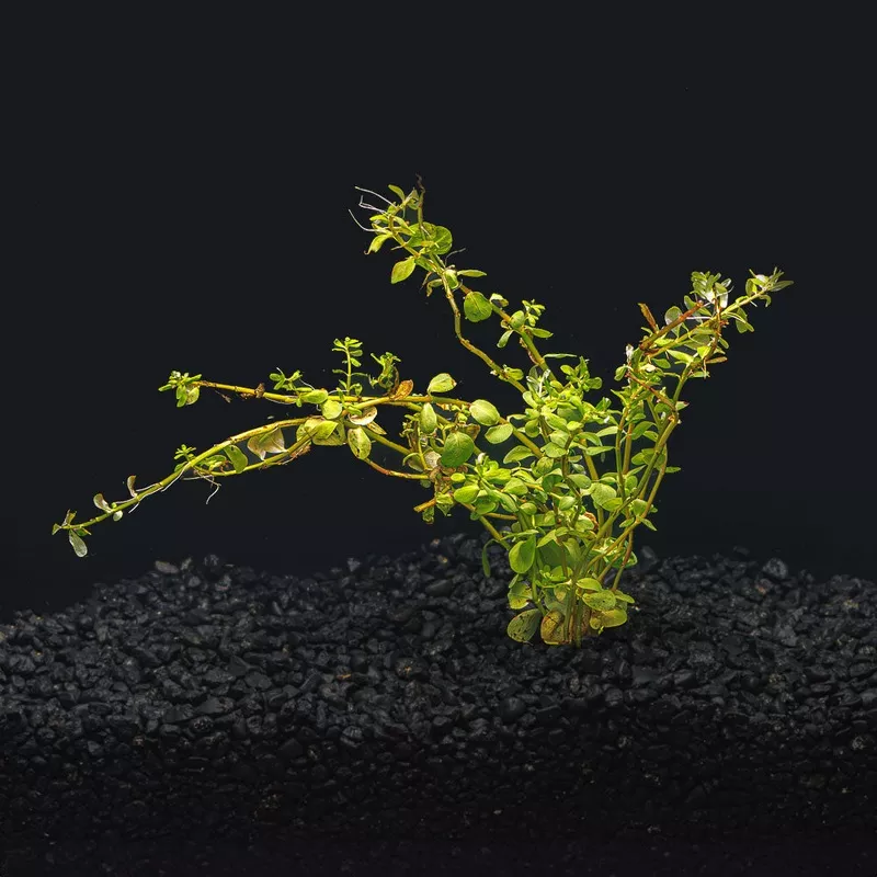 Rotala Rotundifolia ‘Red’