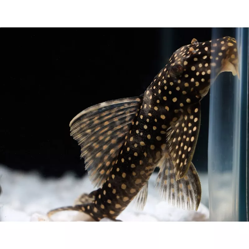 Ruby Spotted Magnum L-048 Plecostomus