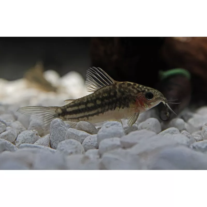 San Juan Corydoras Catfish