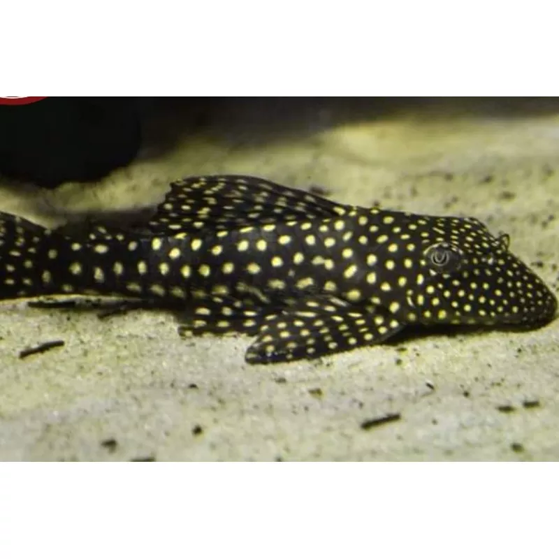 Sertanejo Sailfin Pleco (Hypostomus sertanejo)