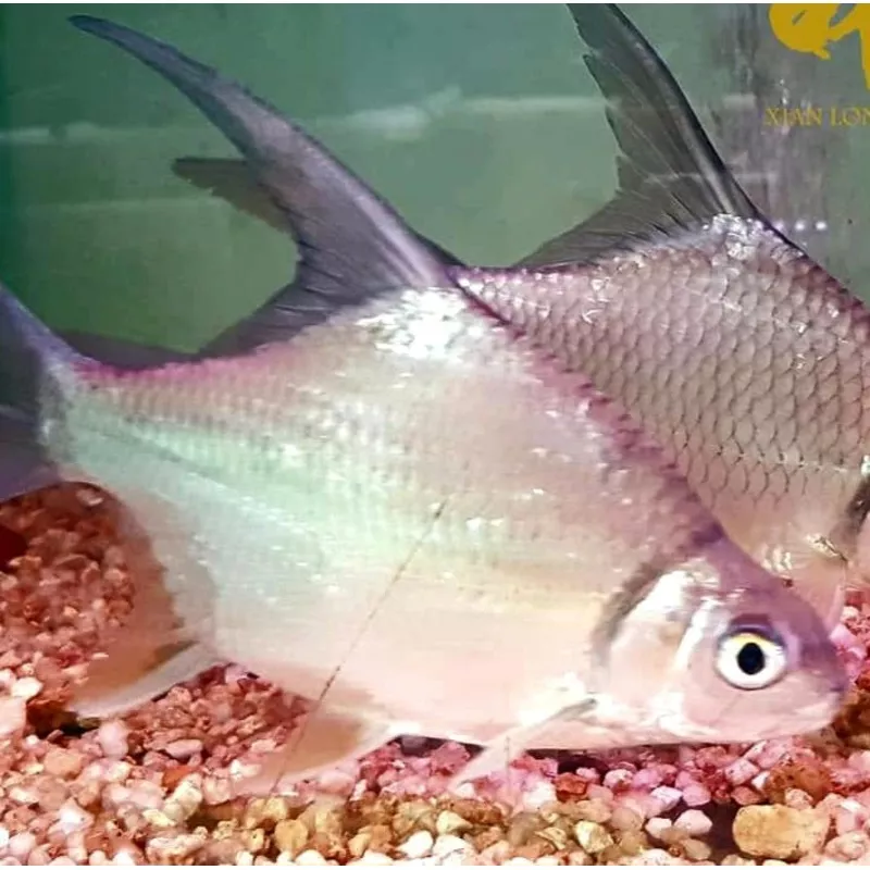 Sicklefin Barb (Puntioplites falcifer)
