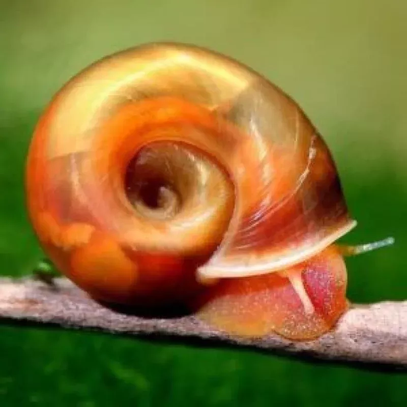 Snails – Ramshorn and Feeder Snails (Feed Puffers, Loaches, Cichlids)