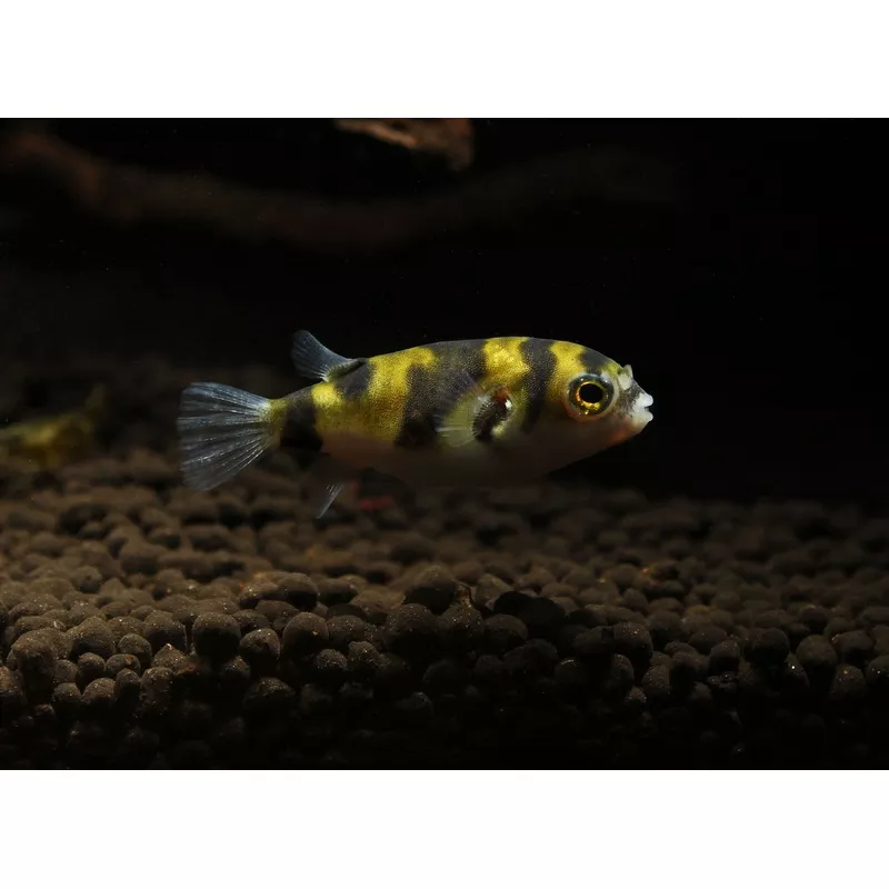 South American Puffer Fish