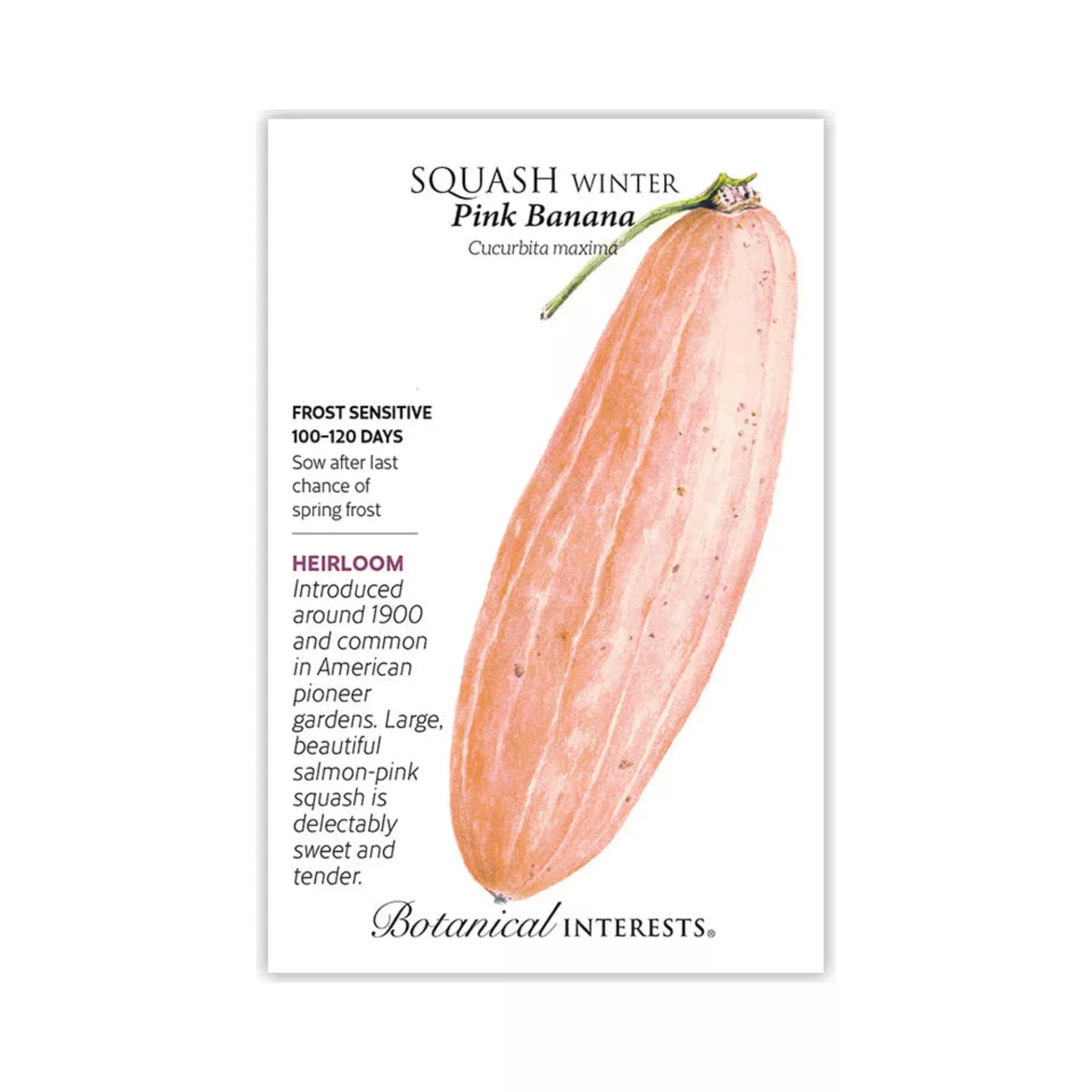 Squash Winter Pink Banana