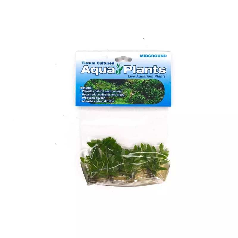 Staurogyne Repens – Tissue Culture