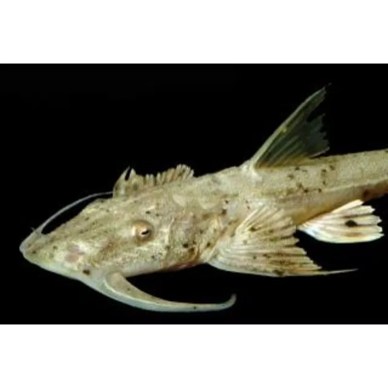 Suchus Goonch Catfish (Bagarius suchus)