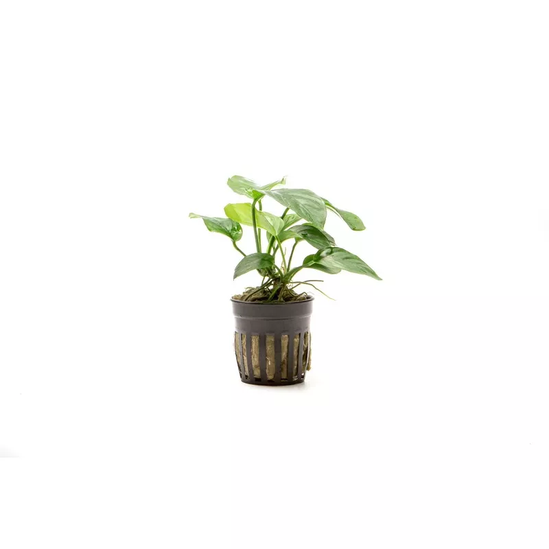 TCulture Anubias bar.var.barteri ‘Broad Leaf’ (Pot)