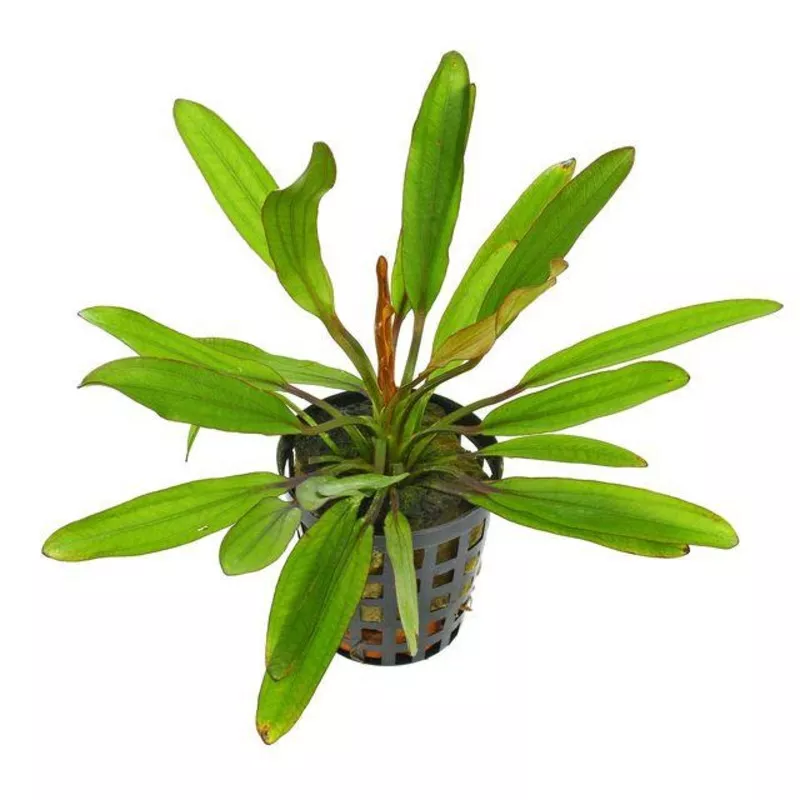 TCulture Echinodorus Red Devil (Pot)