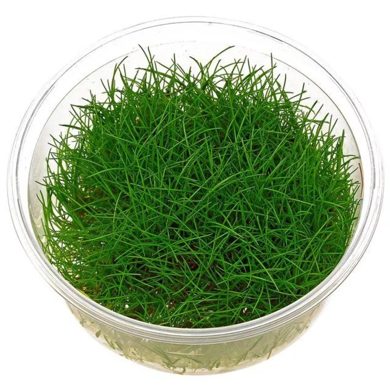TCulture Eleocharis Parvula (TC Cup)