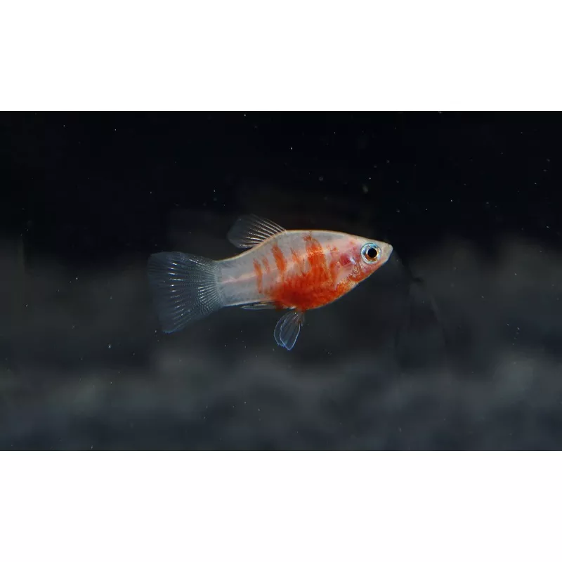 Tiger Platy