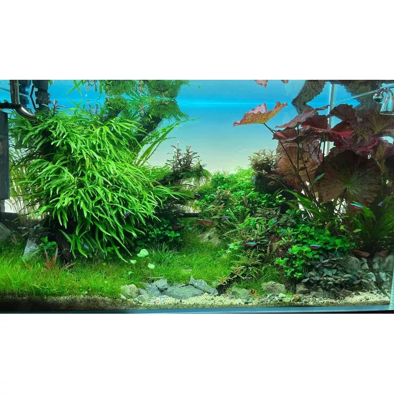 Townbright LED Lightscreen (Various Sizes)