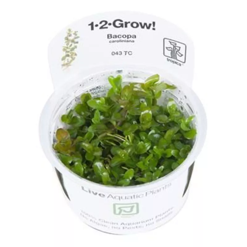 Tropica Bacopa Caroliniana 1-2 GROW!