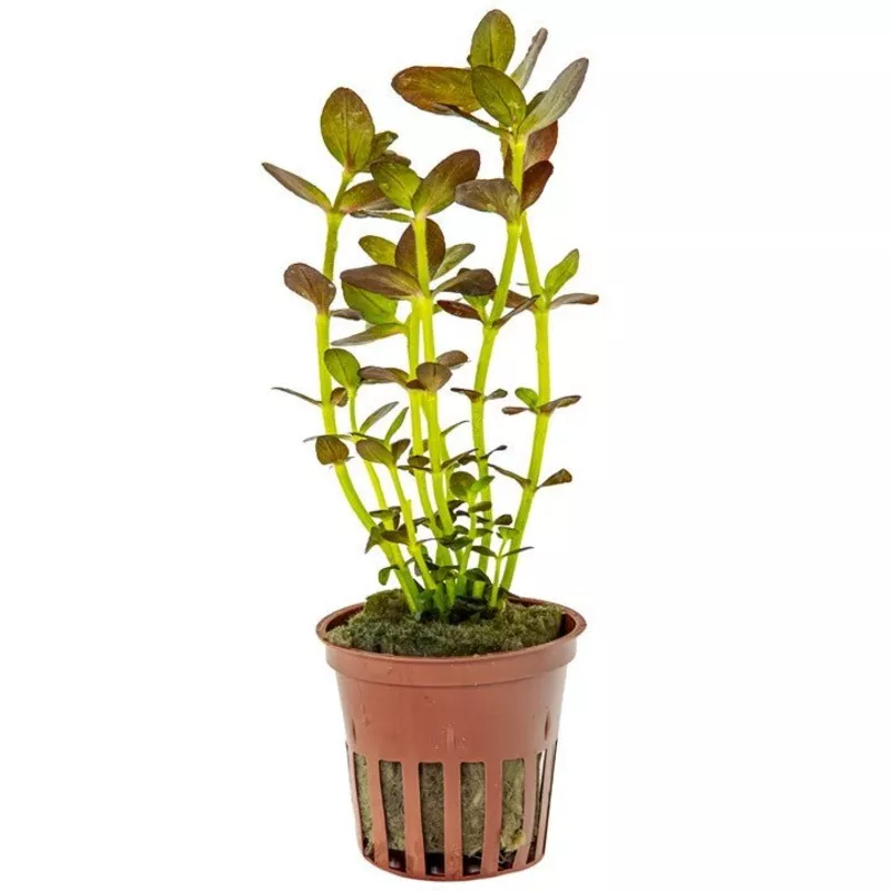 Tropica Bacopa Salzmannii ‘Purple’