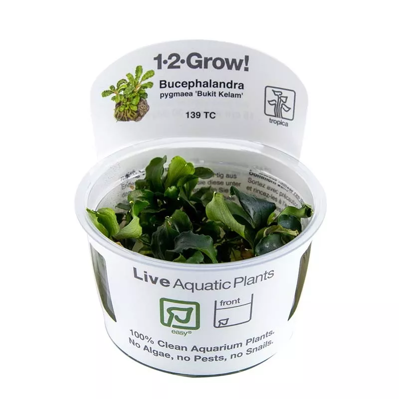 Tropica Bucephalandra pygmaea ‘Bukit Kelam’ 1-2-Grow!