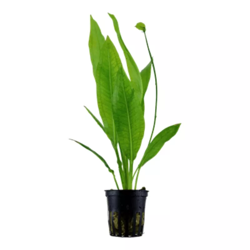 Tropica Echinodorus ‘Bleherae’ in Pot