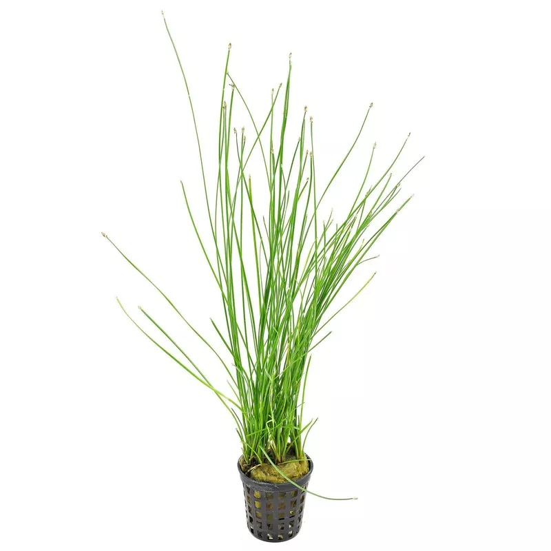 Tropica Eleocharis Montevidensis in Pot
