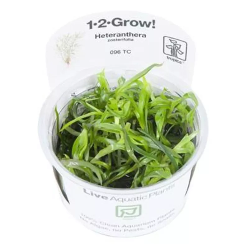 Tropica Heteranthera Zosterifolia 1-2-GROW!