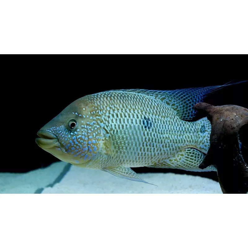 Umbee Cichlid (Kronoheros umbriferus)