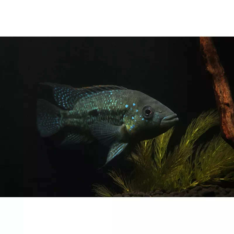 Umbriferum Cichlid