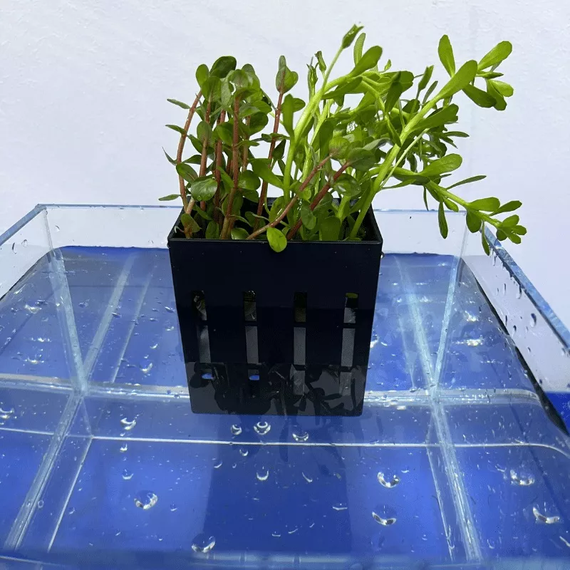 UP AQUA CA-AC-010-B Hydroponic Box (black)