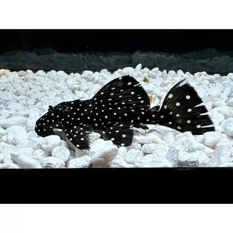 Vampire Plecostomus L-240