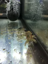 Vampire Shrimp (Atya gabonensis)