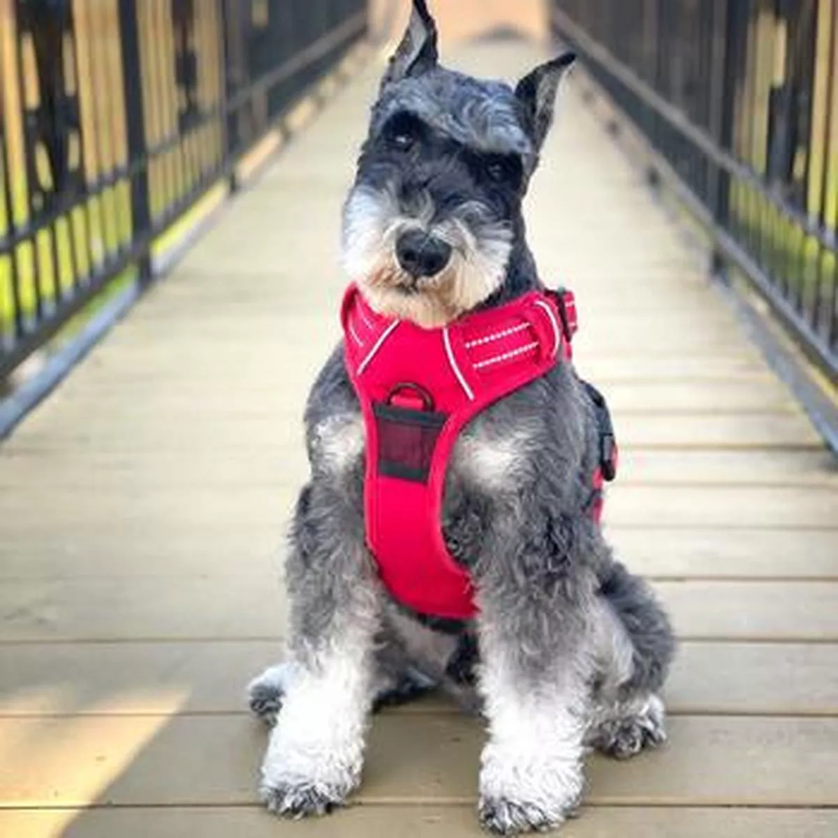 Venture Paw Pull Control Dog Harness – Crimson