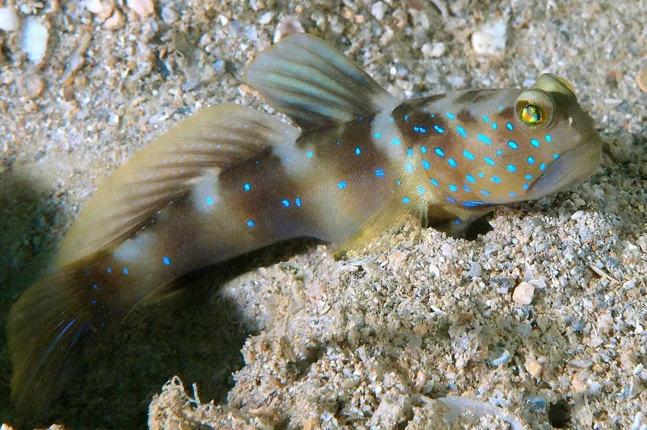 Watchman Blue Fin Goby