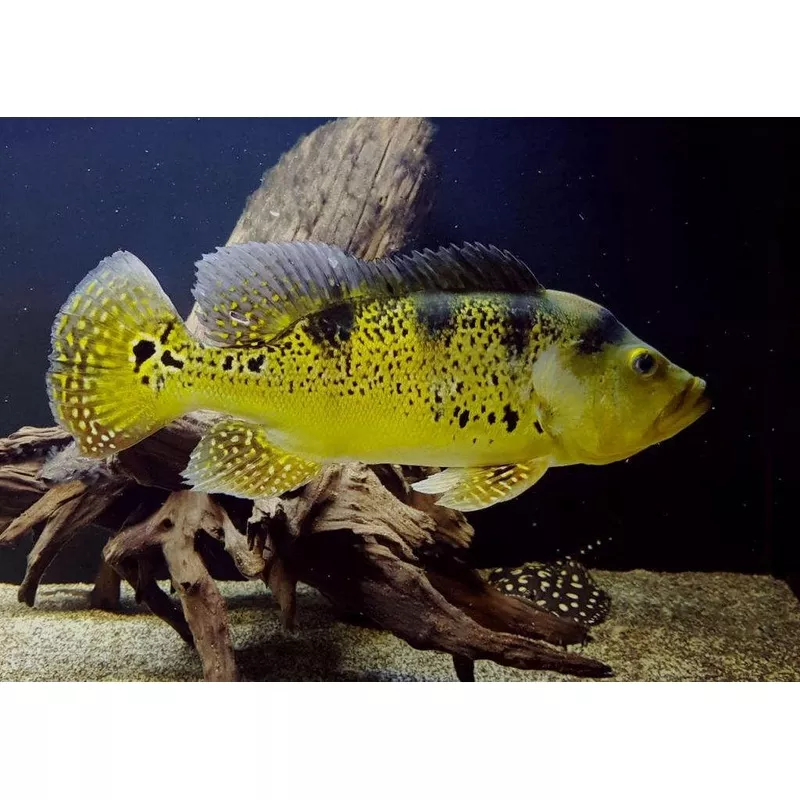Wild Kelberi Peacock Bass (Cichla kelberi)