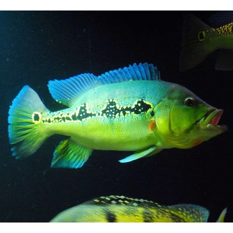 Wild Orinoco Peacock Bass (Cichla orinocensis)