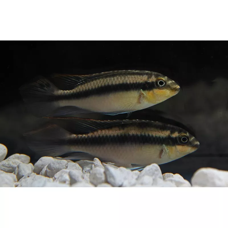 Yellow Kribensis