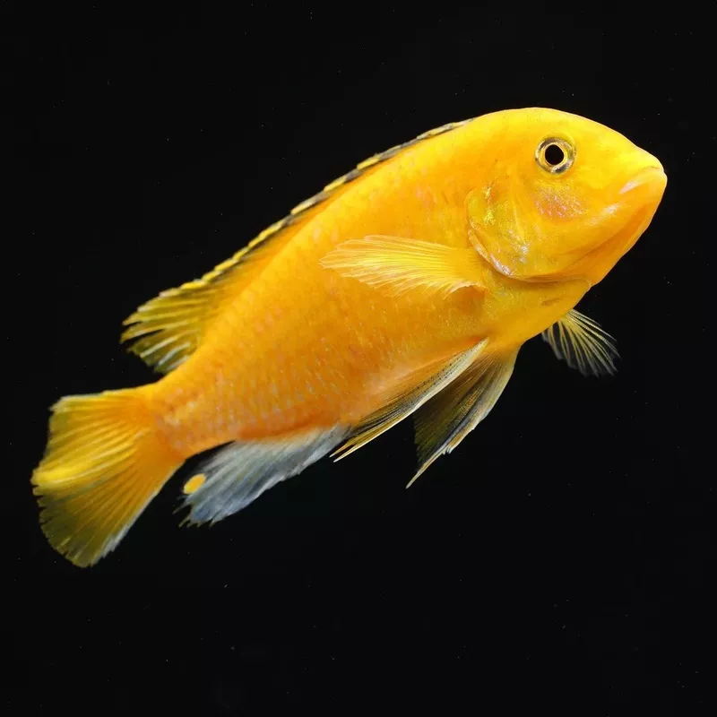 Yellow Labidochromis Cichlid