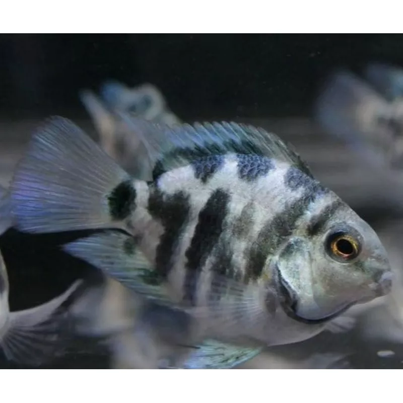 Zebra Parrot Cichlid (Amatitlania nigrofasciata sp)
